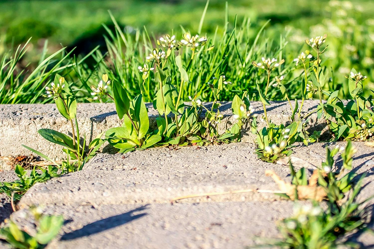 Aldri mer ugress! Aldri mer ugress!